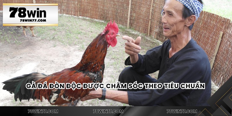 Gà đá đòn độc được chăm sóc theo tiêu chuẩn 